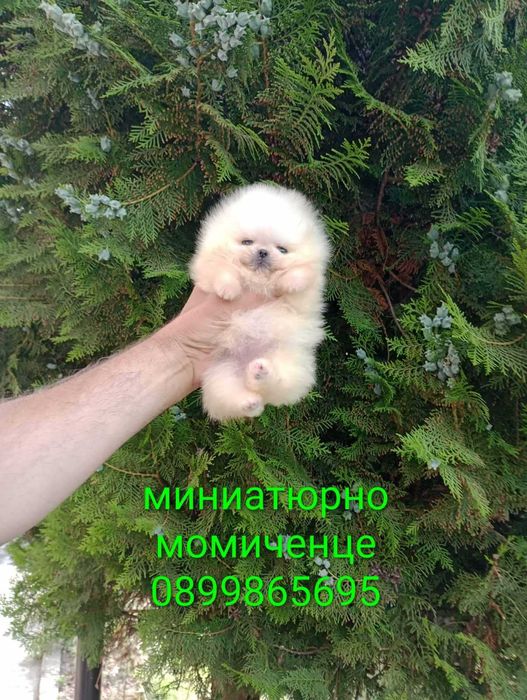 Миниатюрно мини момиче. Померан.