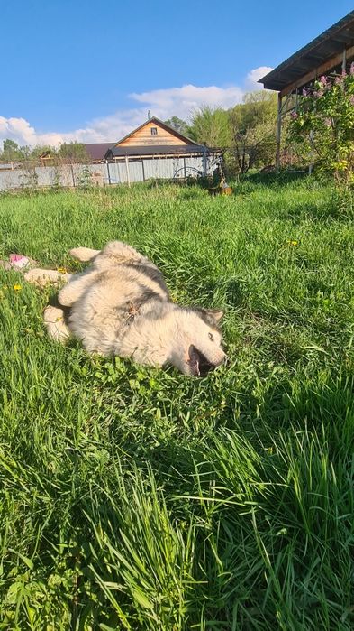 Аляскинский Маламут