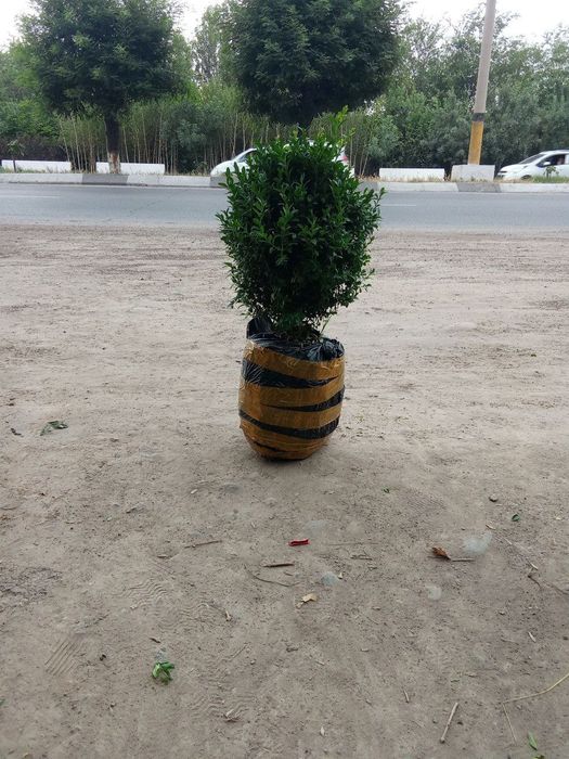 Шамшод  shamshod