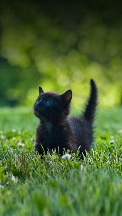 Eng zo'r va eng sara parodali mushukchalar