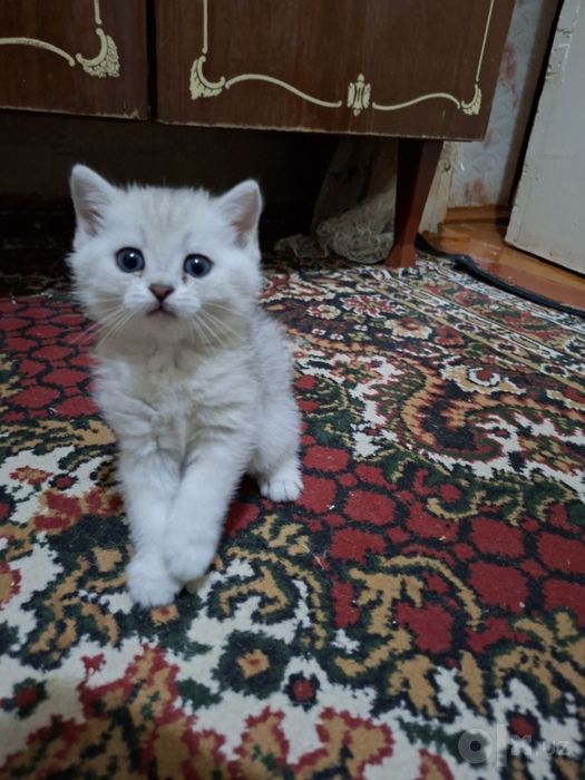 Серебристая шиншилла