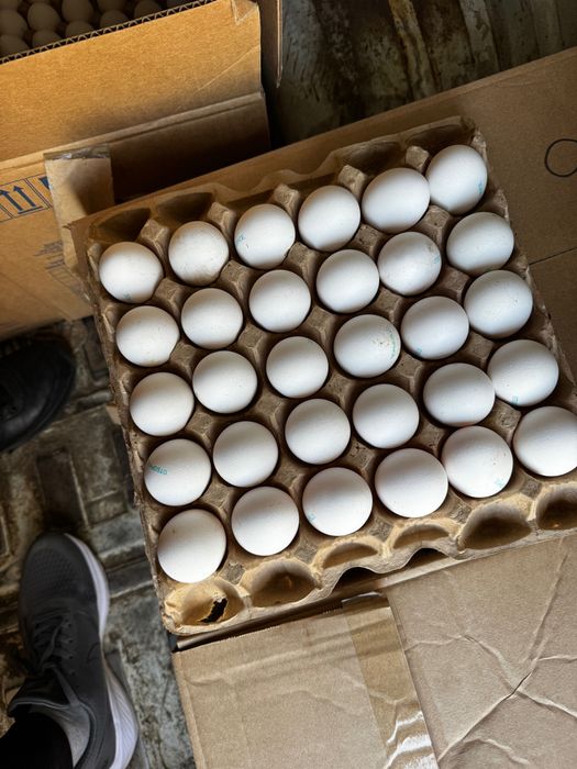 Жұмыртқа сатылымда