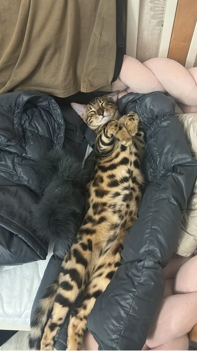 продам домашнего леопарда