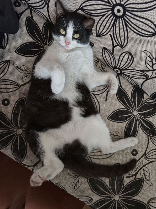 Милая  кошечка нуждается в доме