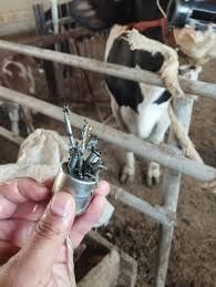 Veterinariya xizmati