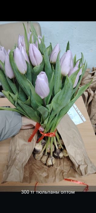 Тюльпаный по оптовой цене