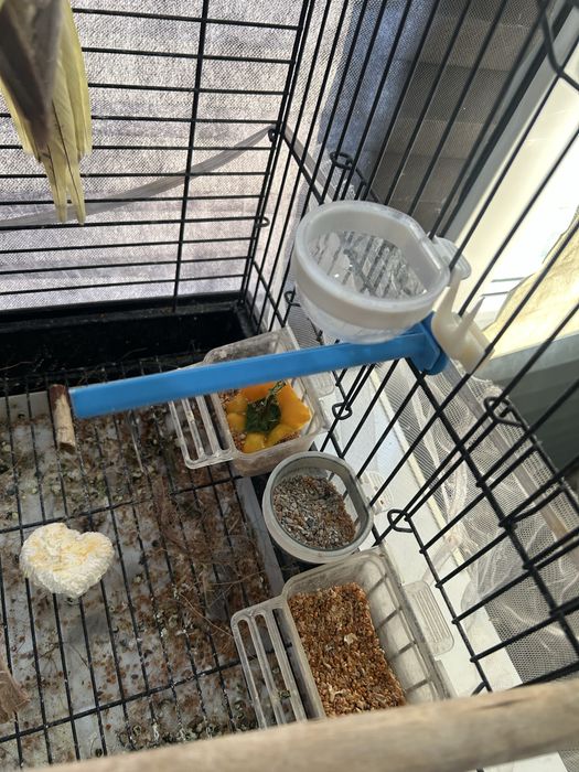 папугай карелла