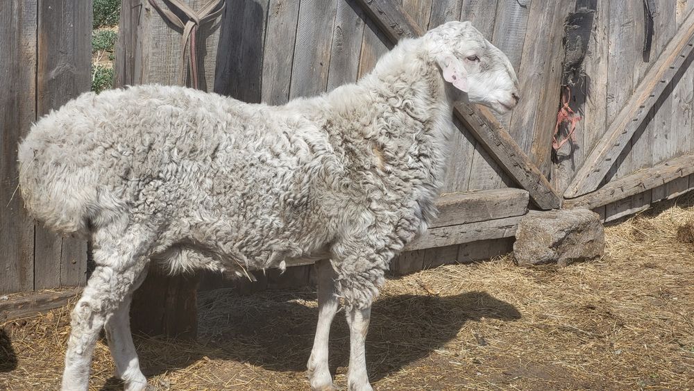 Продам  баран хорошее