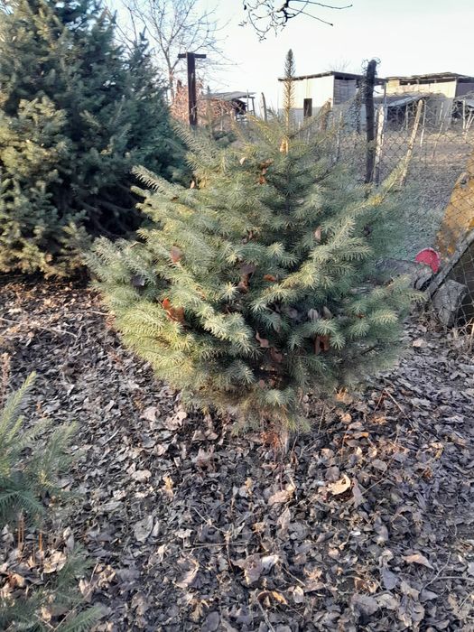 Продам ёлки по 15000