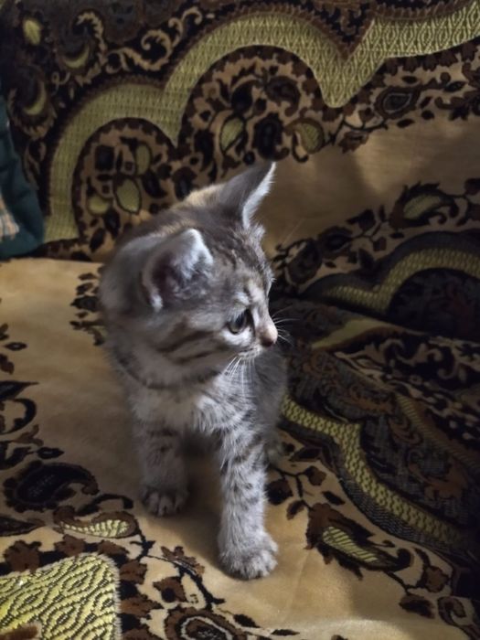 Отдадим котят в добрые руки