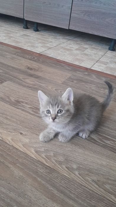 Отдам котят в добрые руки