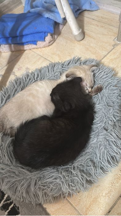 Котенок мальчик продаю
