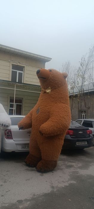 Ayiqlar Katta va kichik ayiqlar tuy va marosimlarda xizmatingizda