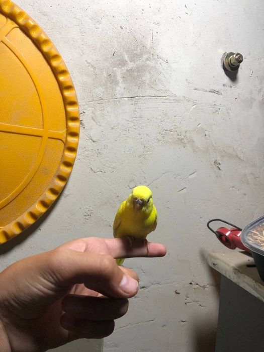 Папугае сотилади маладое