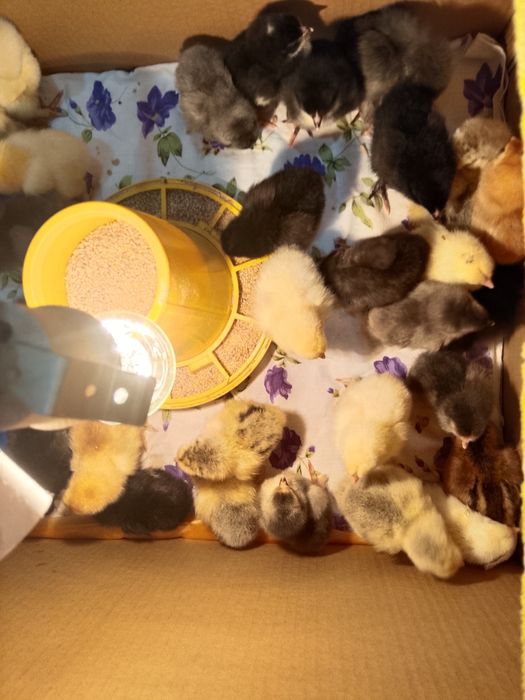 Продам домашних цыплят