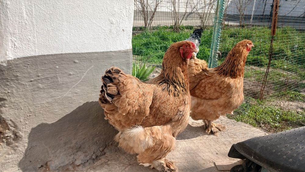 Paliviy tovuqlar sotuvda