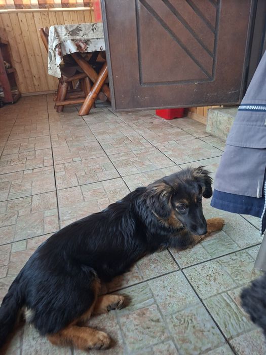 Donez cățelușă ciobănesc