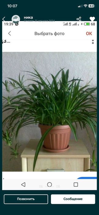 Бегония королевская и др. цветы.