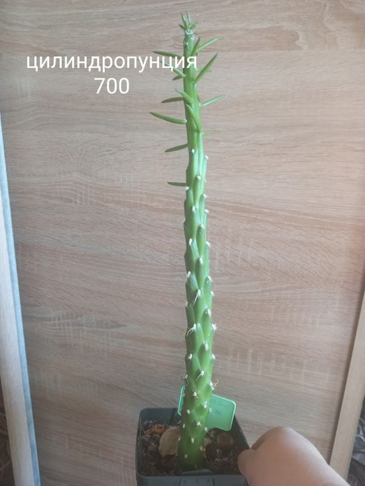 Продажа товаров на подарок