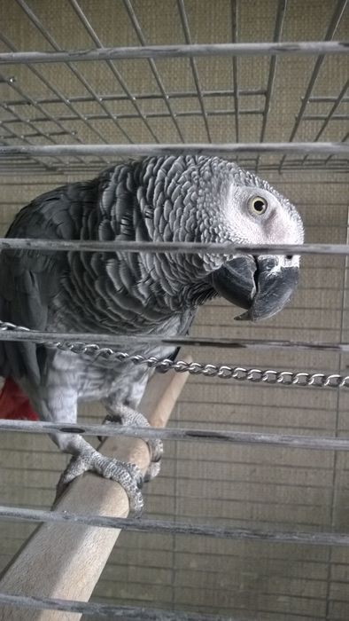 Продам попугая Жако.