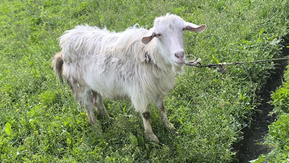 Йиб ичишига кафолат бераман