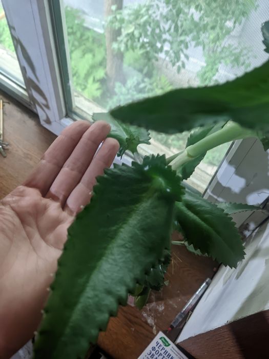 Крупный мощный каланхоэ