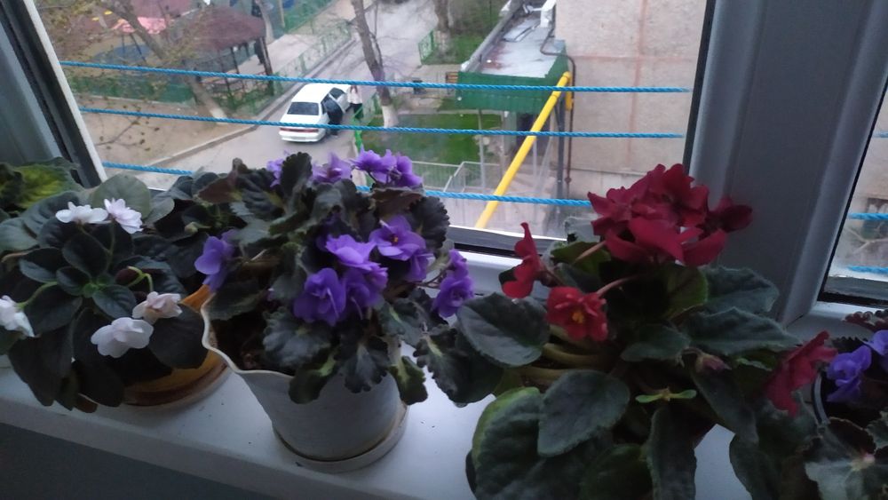 Фиалки сортовые .                .