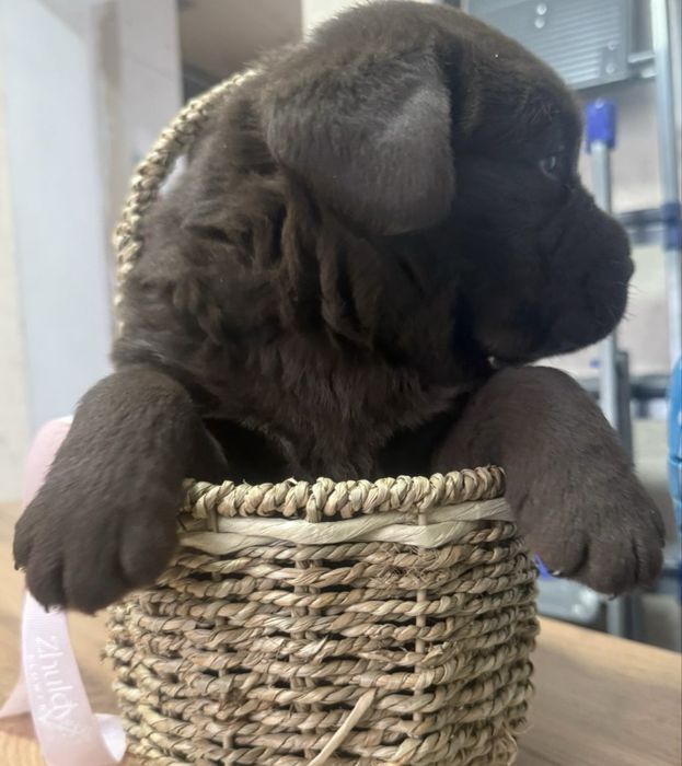 Продам щенка лабрадора