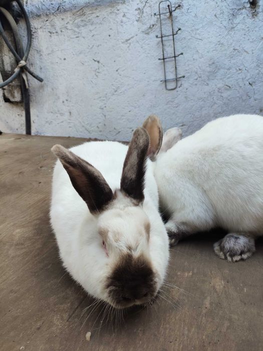 Куёнлар сотилади тоза кон Калифорния зотли