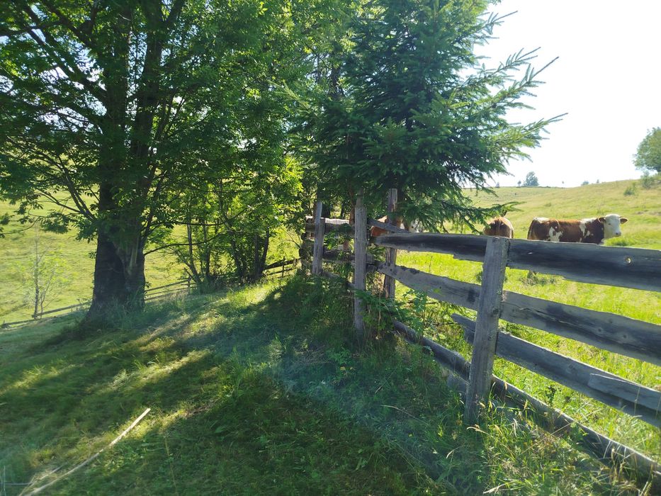 Teren de vânzare Măguri