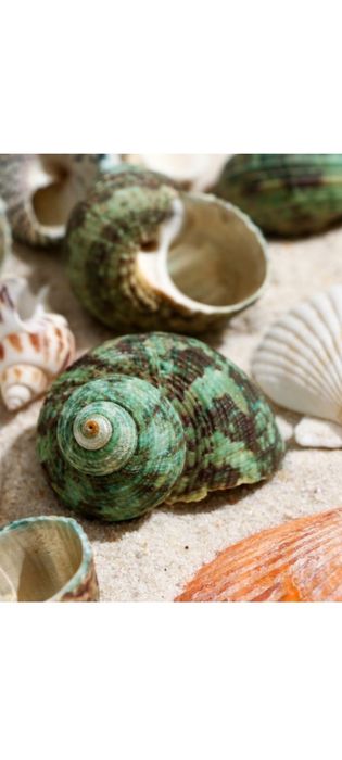 Набор морских ракушек.