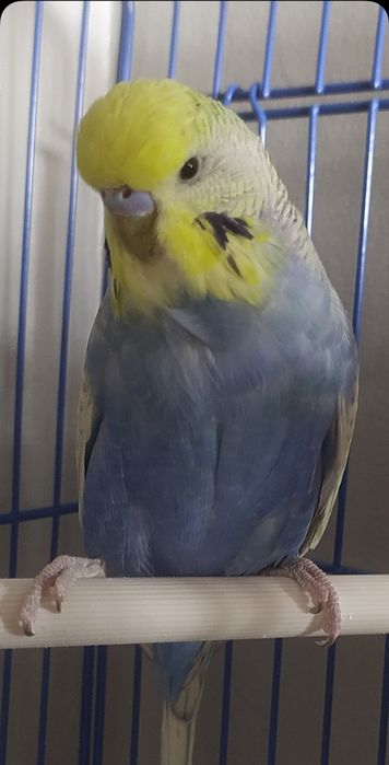 Говорящий попугай 150000