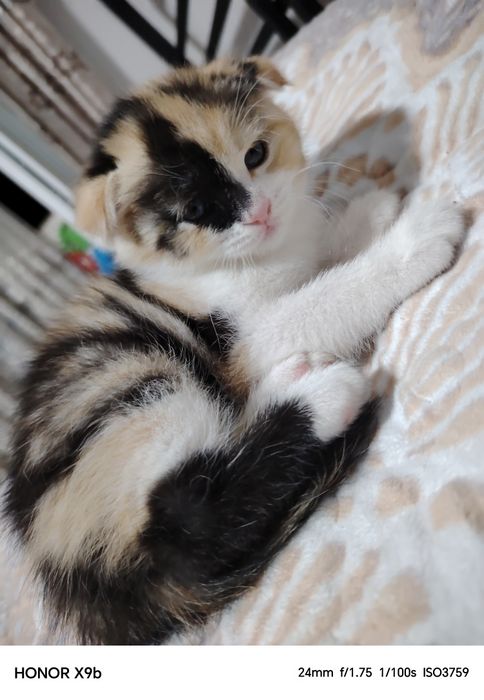 Котёнок девочка продам