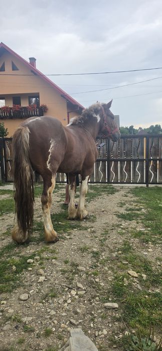 De vânzare armăsar de 3 ani