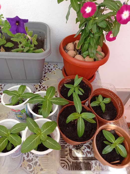 Продам комнатные цветы катарантус в рассаде