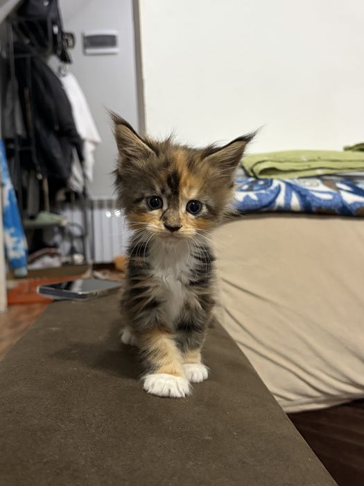 Котята Мейн-Кун 1,5 месяцев