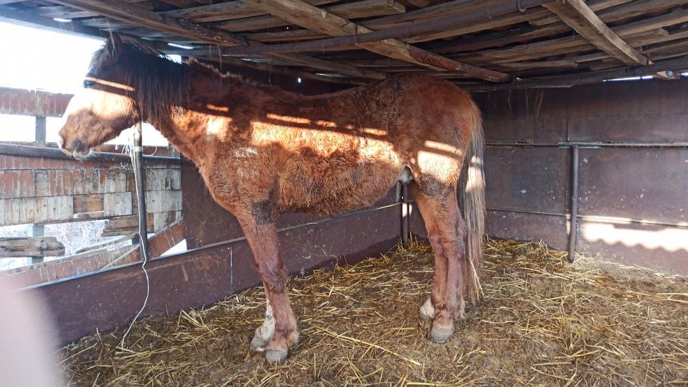 Жеребец, возраст 2,10,полутяж