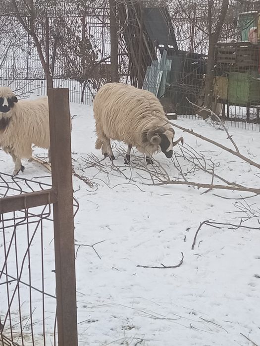 Vind 8 mioare și un berbec la alegere din 2