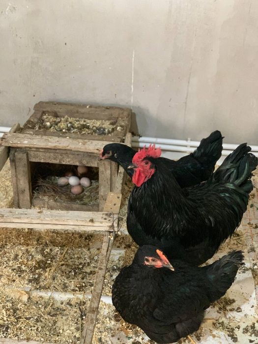 Кора Шахзода товук тухуми