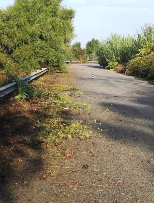 Curatarea defrisare terenuri lasate in paragina