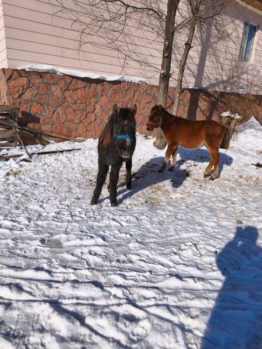 Продам жабагы мальчик и девочка