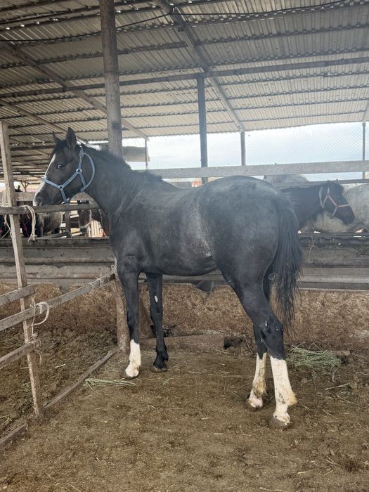 Сыйлыққа Тай Құнан англо араб