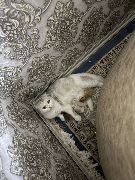 Британский шиншила она 4та боласибилан