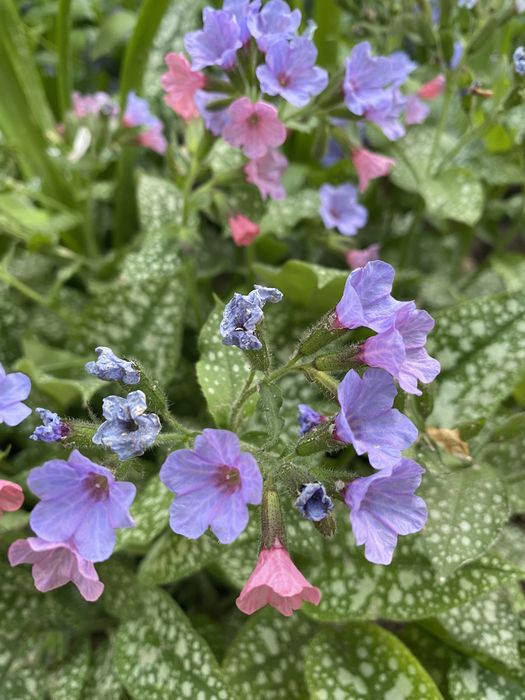 Продам многолетние садовые цветы