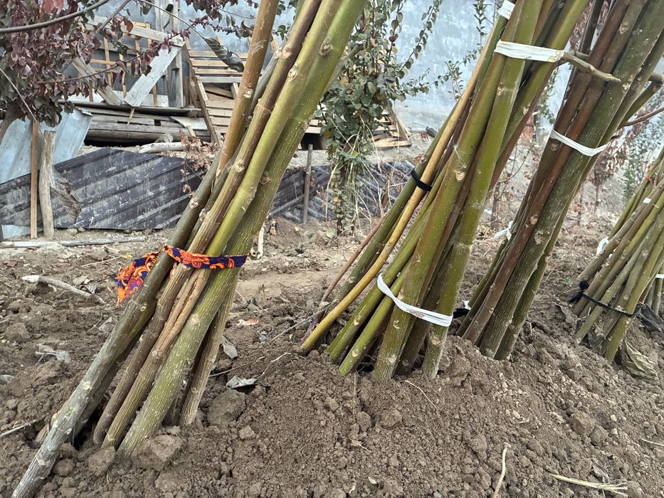 Pavloniya ko’chati sotiladi