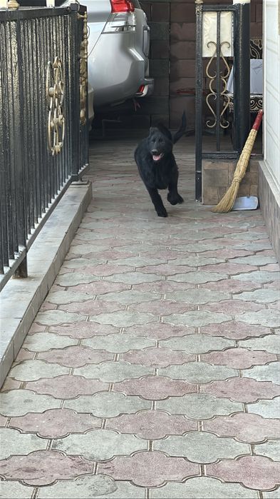 Чёрная немецкая овчарка