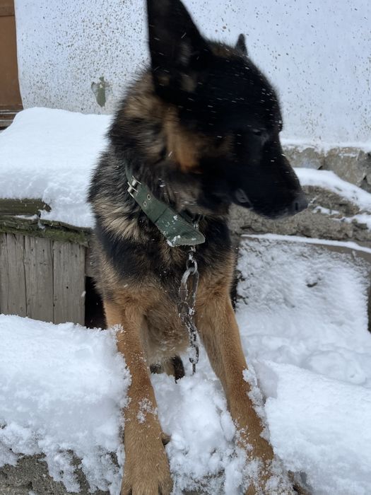 Немецкая овчарка