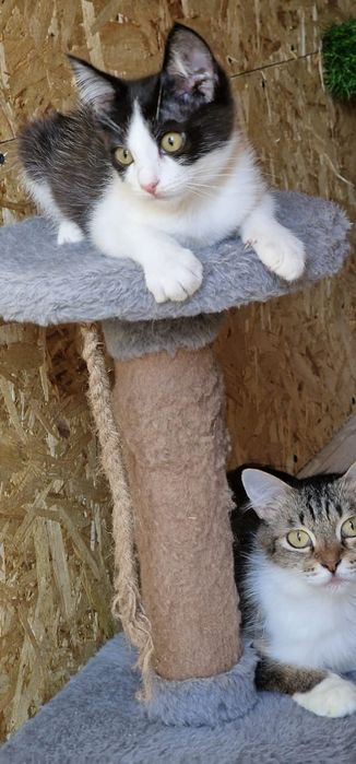 Котёнок Вася ищет семью!