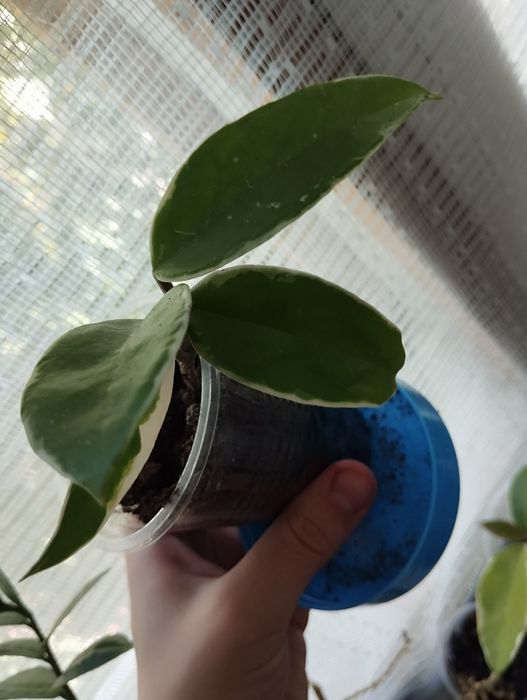 Хойя карноза ( 500-700тг)