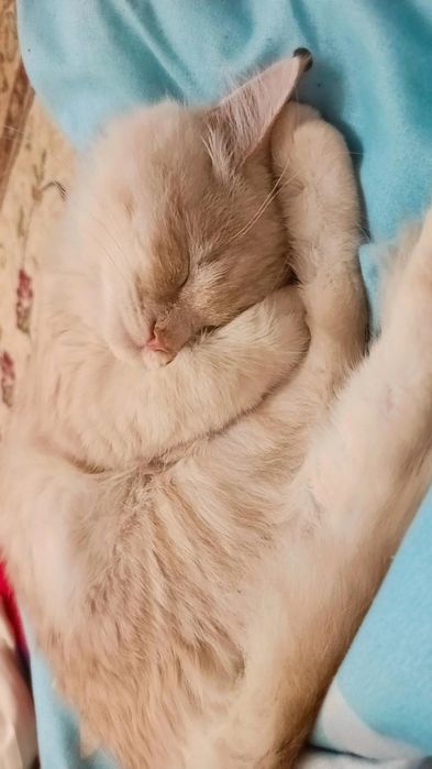 5 месячный котёнок